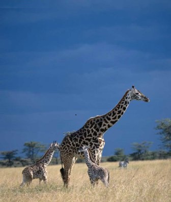 jirafa y su cria