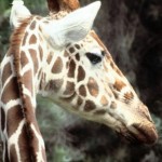 perfil de jirafa