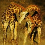 dos jirafas
