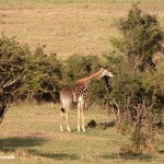 jirafa-masai