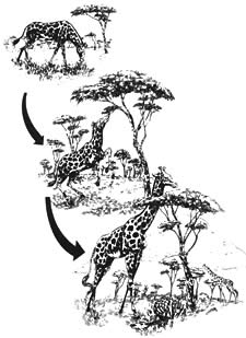 evolucion de la jirafa